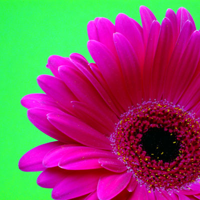 Gerbera